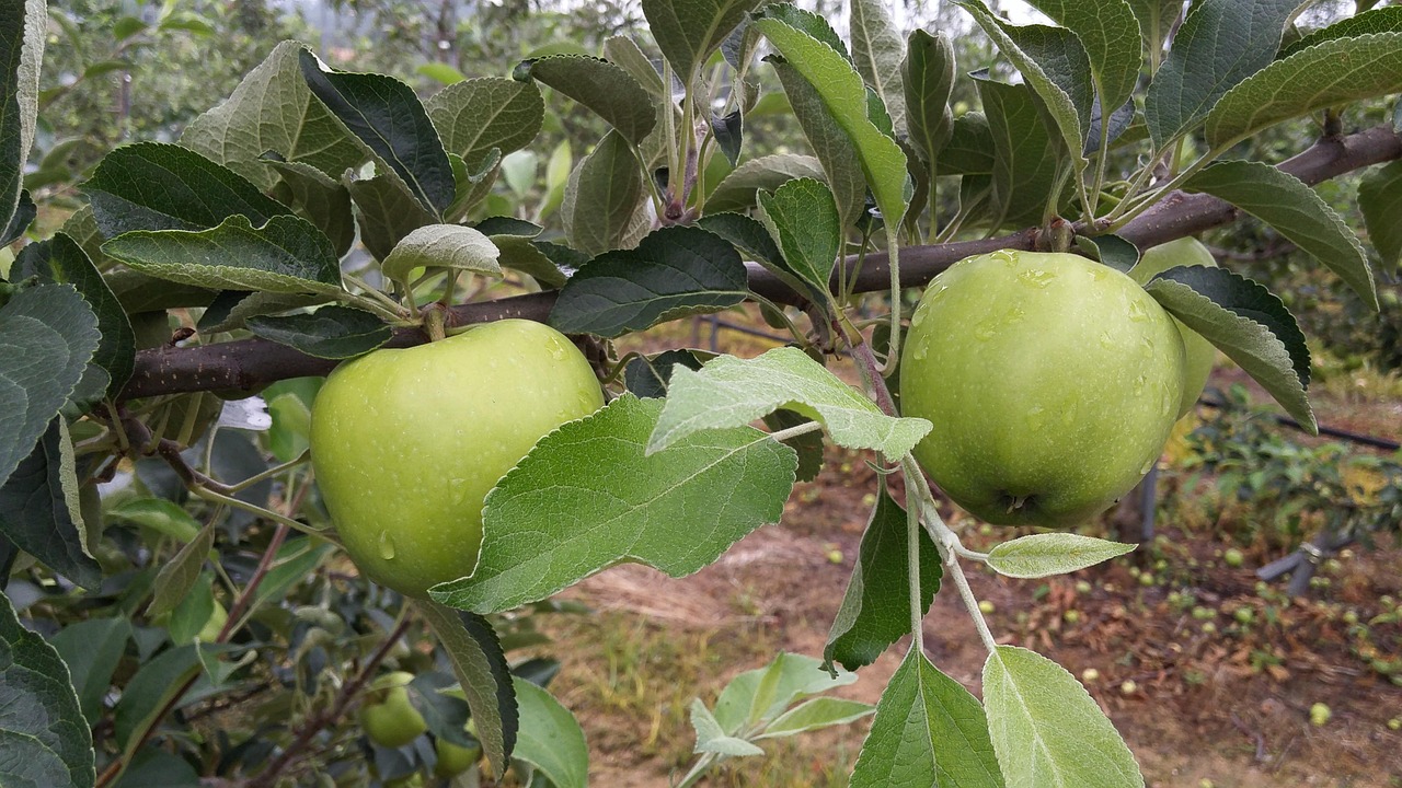 临猗苹果最新价格行情及分析概述